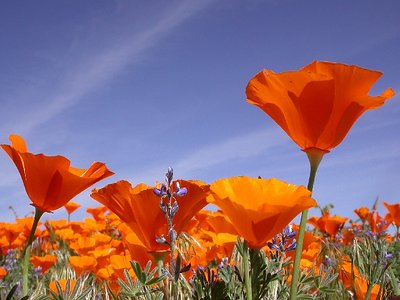 Poppies