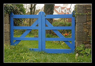 blue gate with tulips