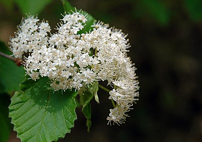 Little white flowers