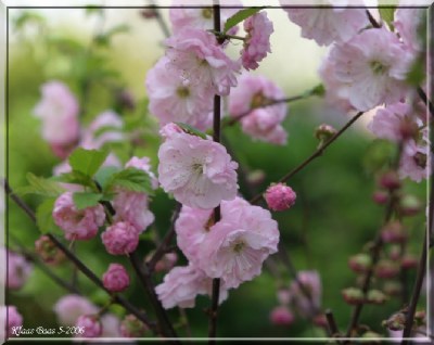 Springtime in my Garden