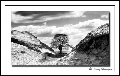 Sycamore Gap in mono