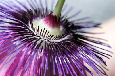 Purple Passion Flower