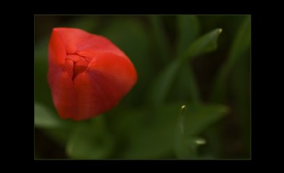 Tulip #11