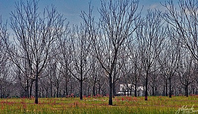 Pecan Grove