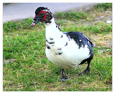 Inquisitive Duck 