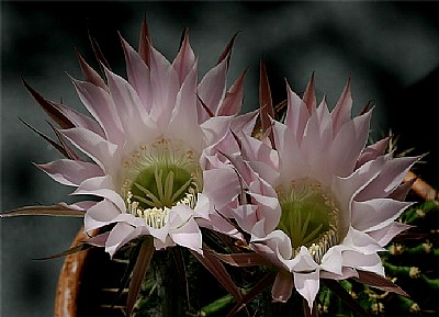 cactus duo