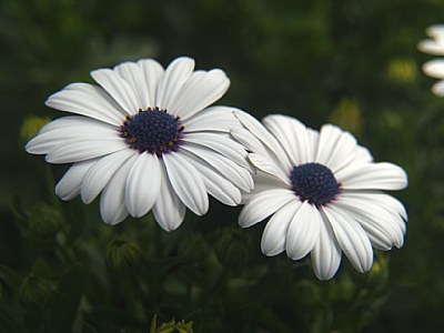 Soft Focus Flowers (white)