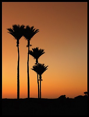 Four Palms