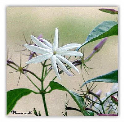 Jasmine bloom