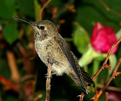 Anna's Hummingbird 