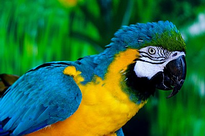 South American Parrots