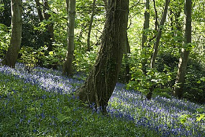 Bluebells