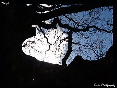 Bough