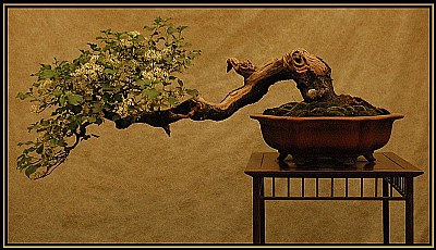 Bonsai