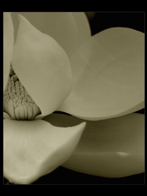 ...magnolia #1...