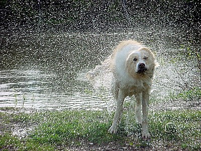 Watch out! Wet Dog!