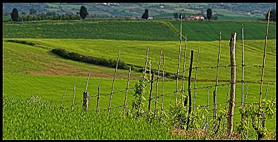 verde Toscano #92