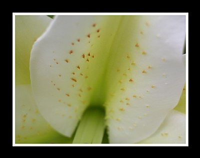 White Flower_001