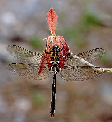 Dragonfly on Oak