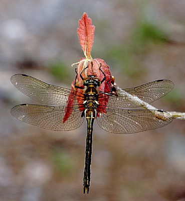 Dragonfly on Oak
