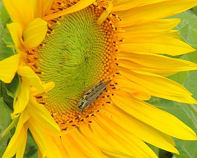 Sunflower