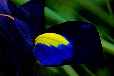 Hint of iris