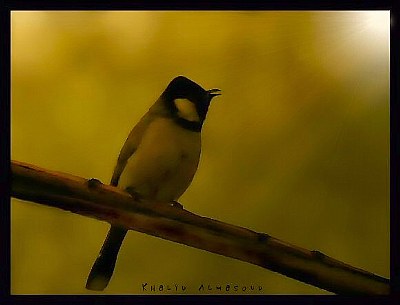 Singer bird