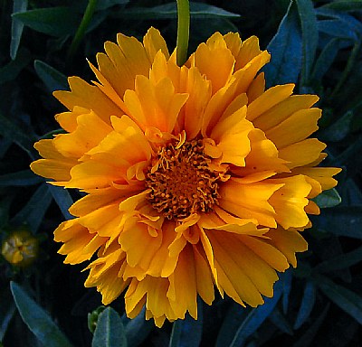 Orange Spring
