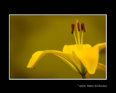 Yellow Flower
