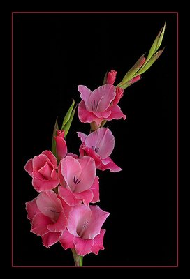 Gladioli II