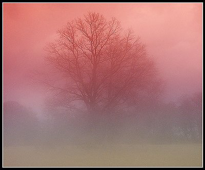 [ mists of avalon... 3 ]