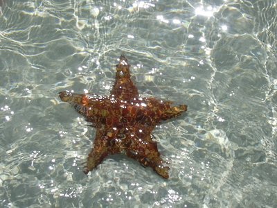 underwater starfish