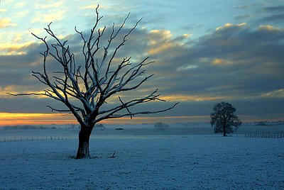 Bare winter tree...