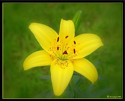 "Yellow Lilly"