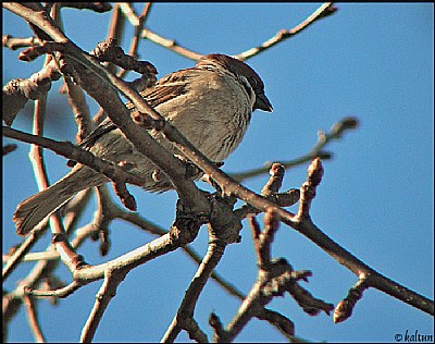 Sleeping bird