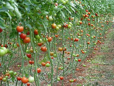 Tomatoes