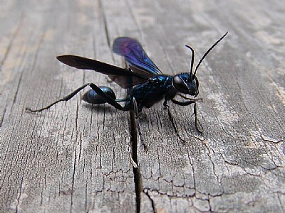 Black Wasp