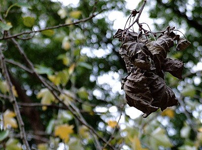 Hoja vieja