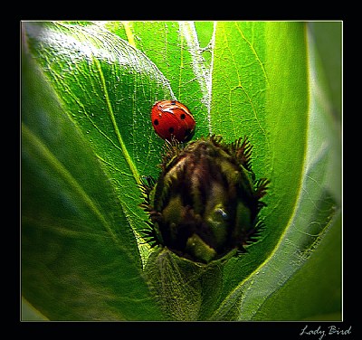 Ladybird