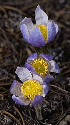 Colorado Mountain Pasqueflowers
