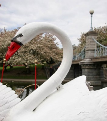 Swan Boat