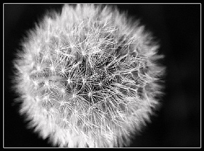 Dandelion