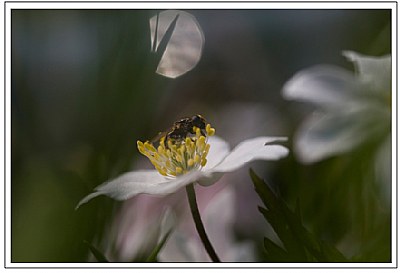 Queen of the night