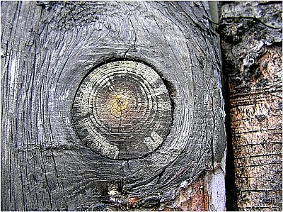 wood eye