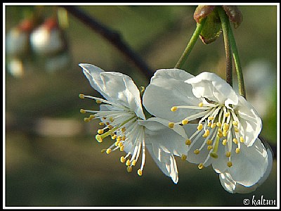 The blossom of cherry-tree