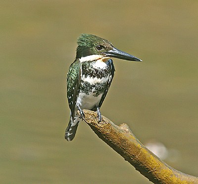 Green Kingfisher-Female