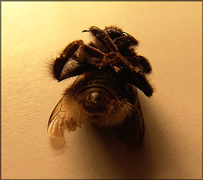hairy insect