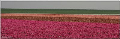 Flowerbulb Field