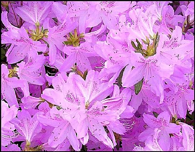 Azalea close up.