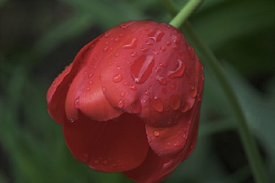 Raindrops on Tulip